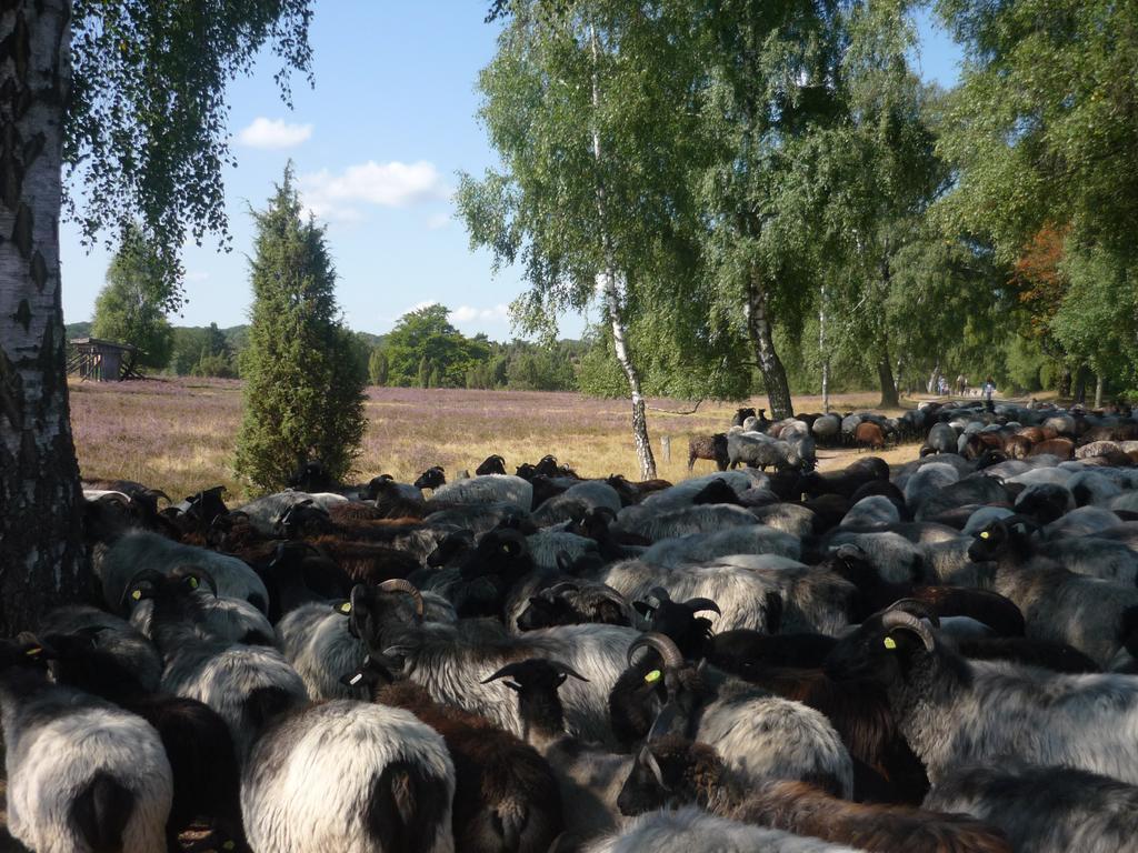 Ferienwohnungen Heideidylle Amelinghausen Esterno foto