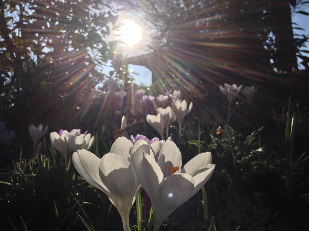 Ferienwohnungen Heideidylle Amelinghausen Esterno foto