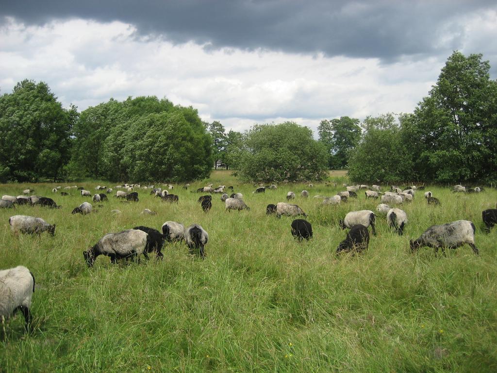 Ferienwohnungen Heideidylle Amelinghausen Esterno foto